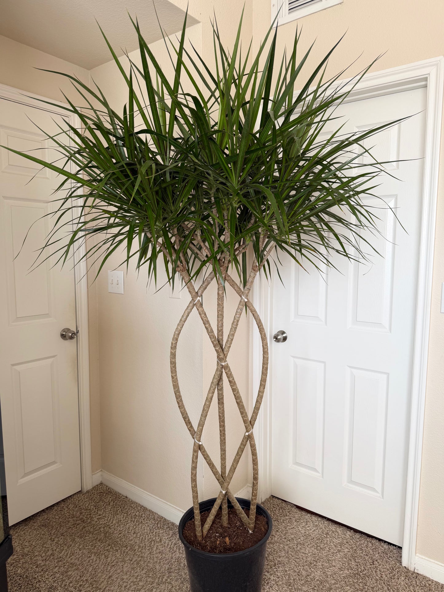 14” Dracaena Marginata Weave