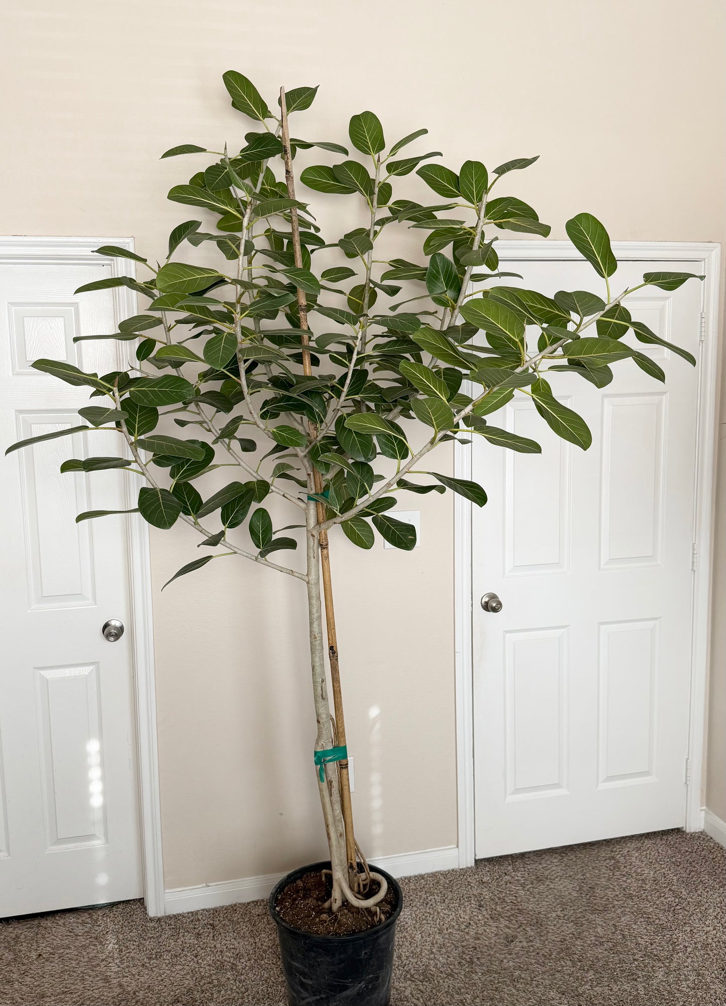 8 Feet Tall Ficus Audrey