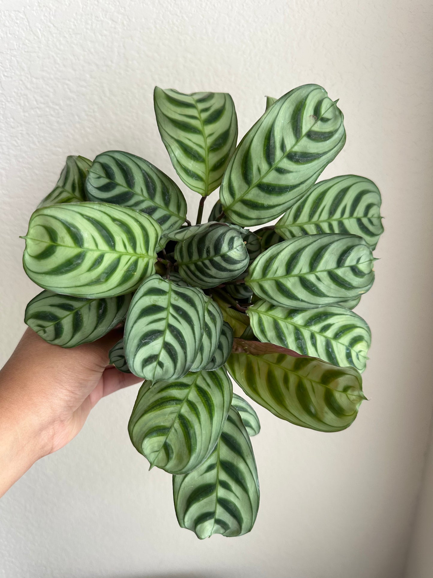4" Fishbone Prayer Plant( Ctenanthe burle-marxii )