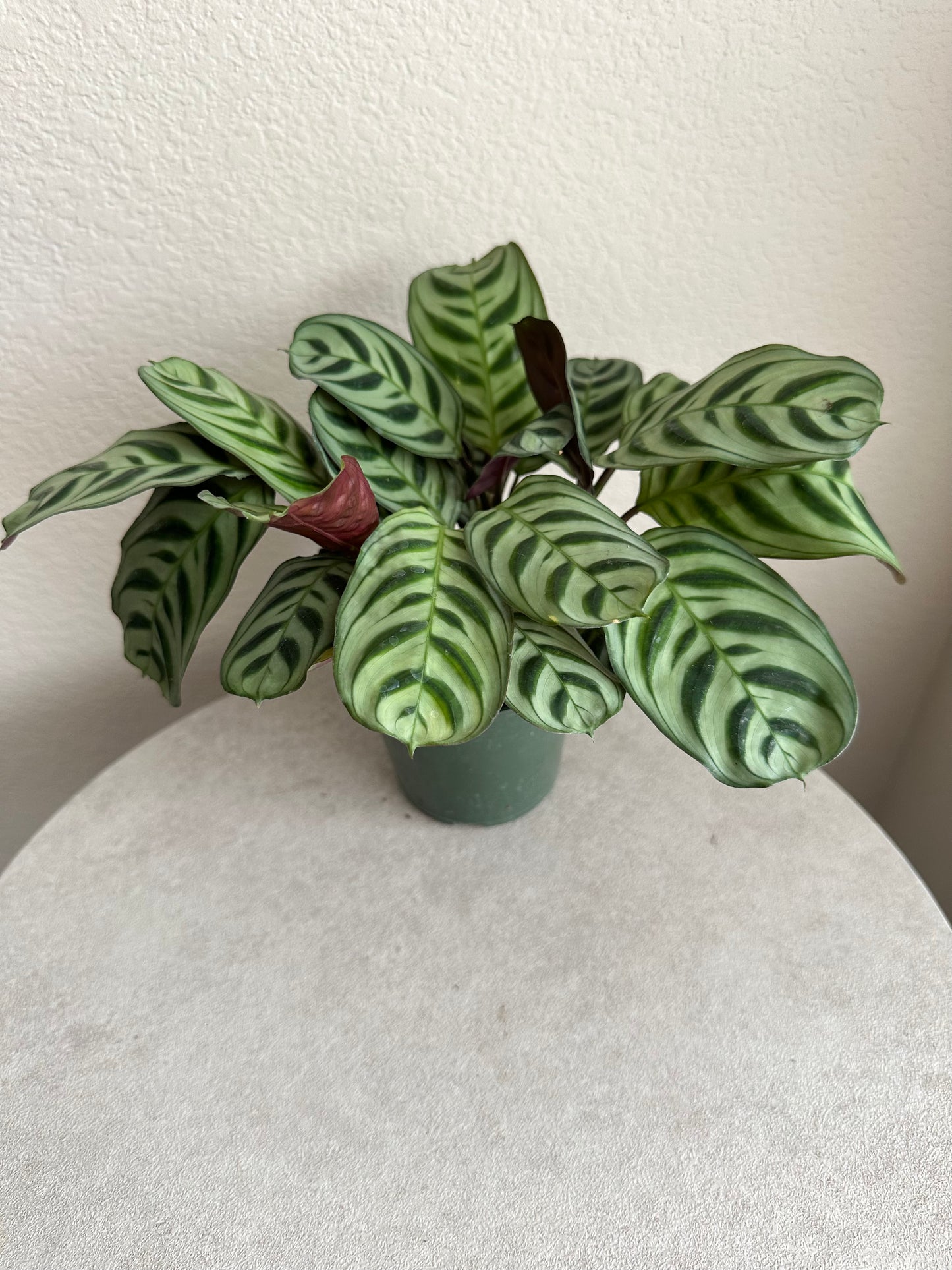 4" Fishbone Prayer Plant( Ctenanthe burle-marxii )
