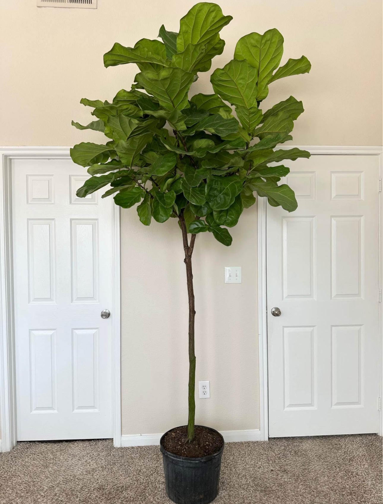 14" Fiddle Leaf Fig