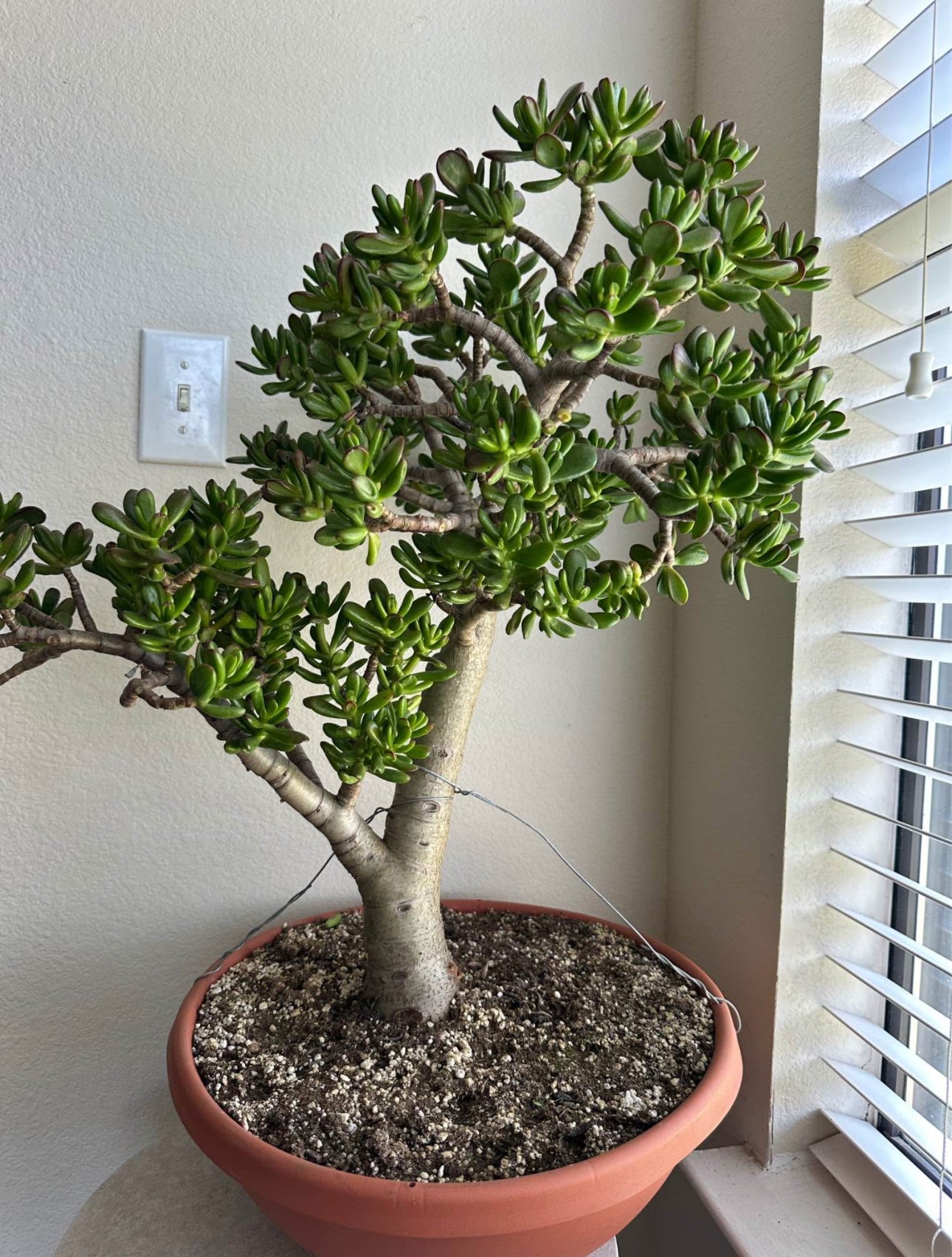 16" Jade Succulent Bonsai