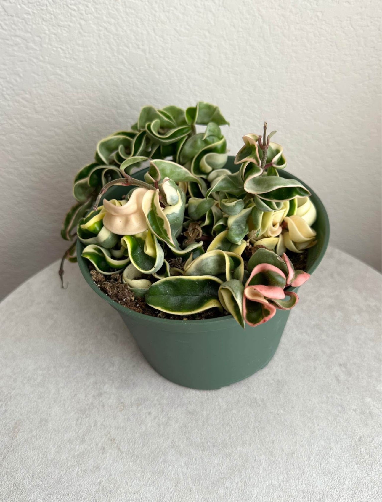 6" Variegated Hoya 'Hindu Rope'