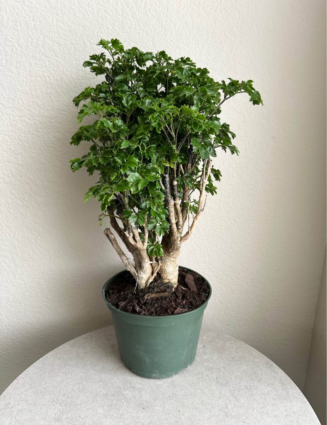 6" Parsley Aralia