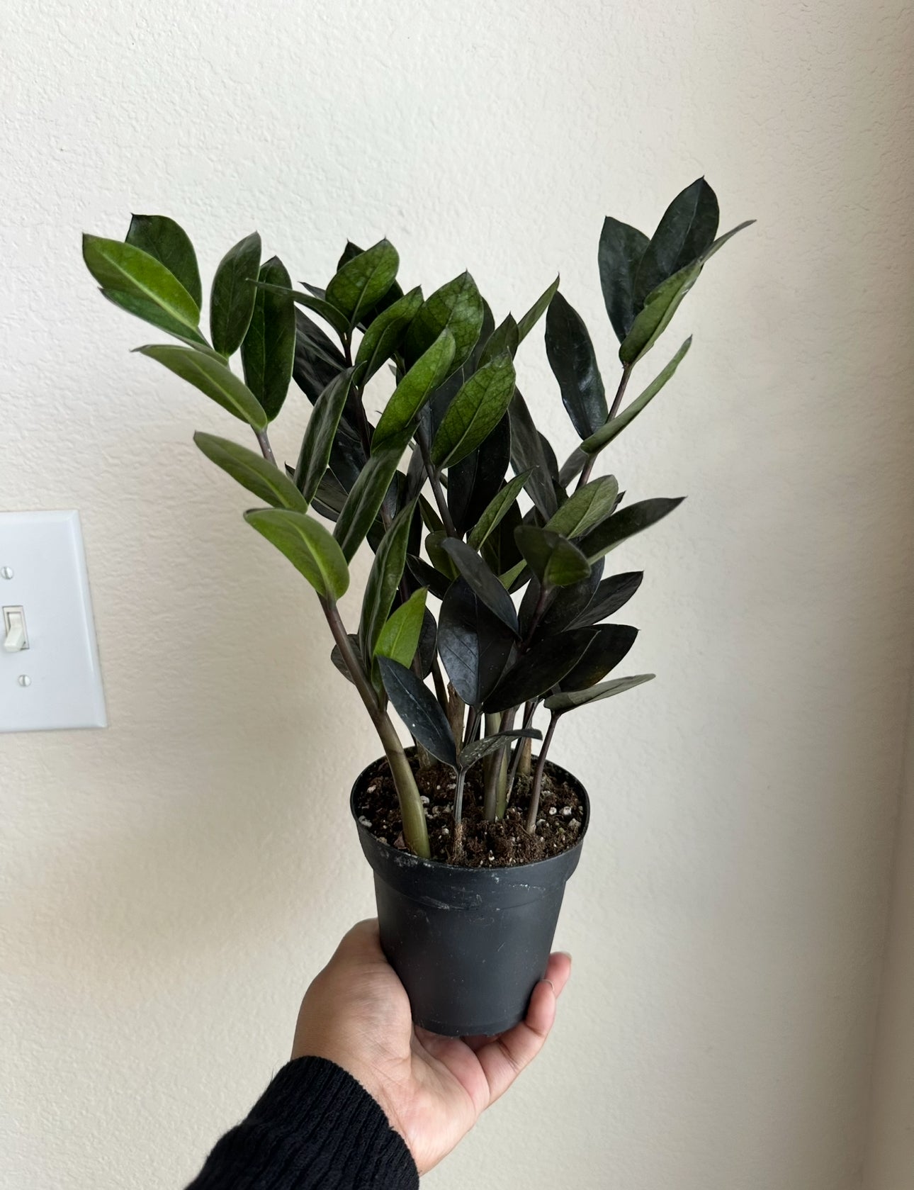 4" Black Raven ZZ Plant