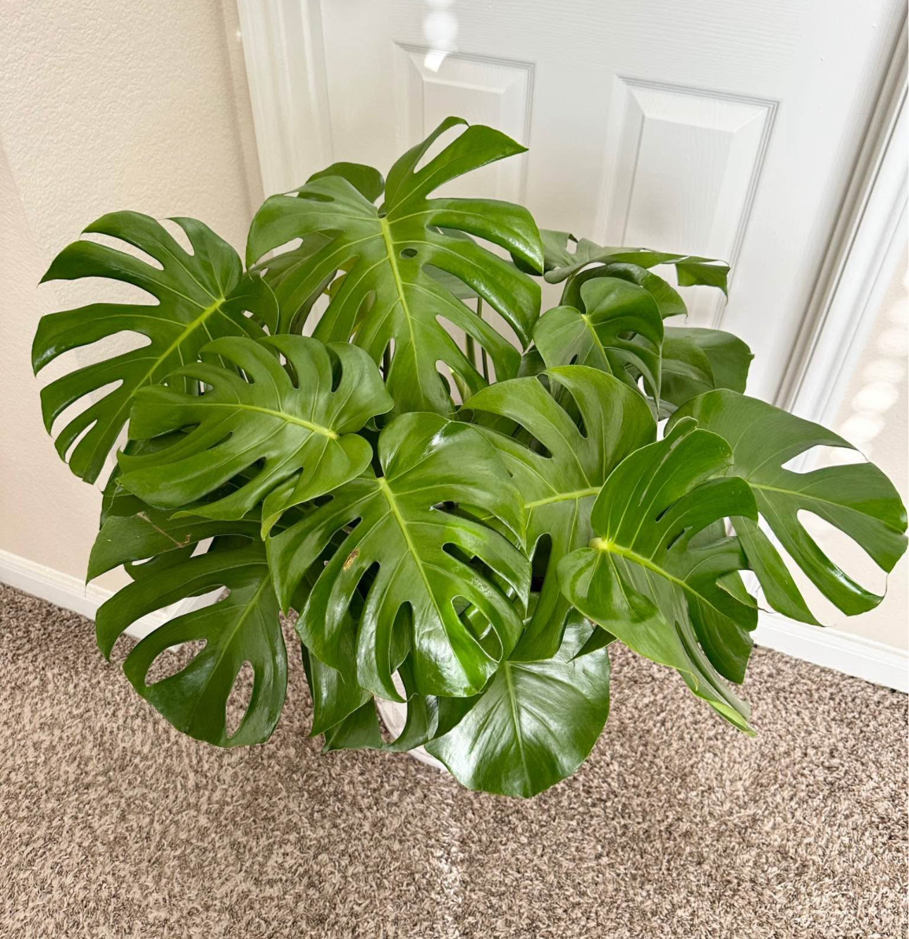 10 monstera deliciosa 10" Monstera Deliciosa – Nature's Nook