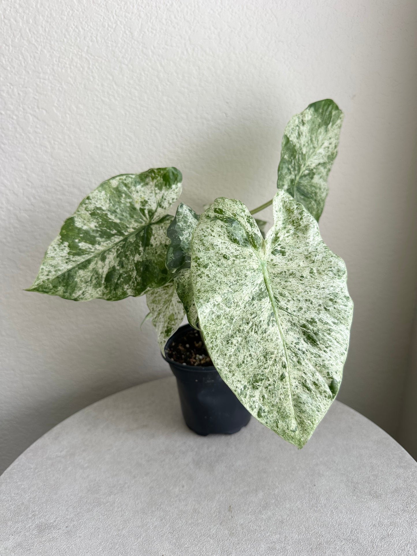 4" Alocasia 'Odora Batik'