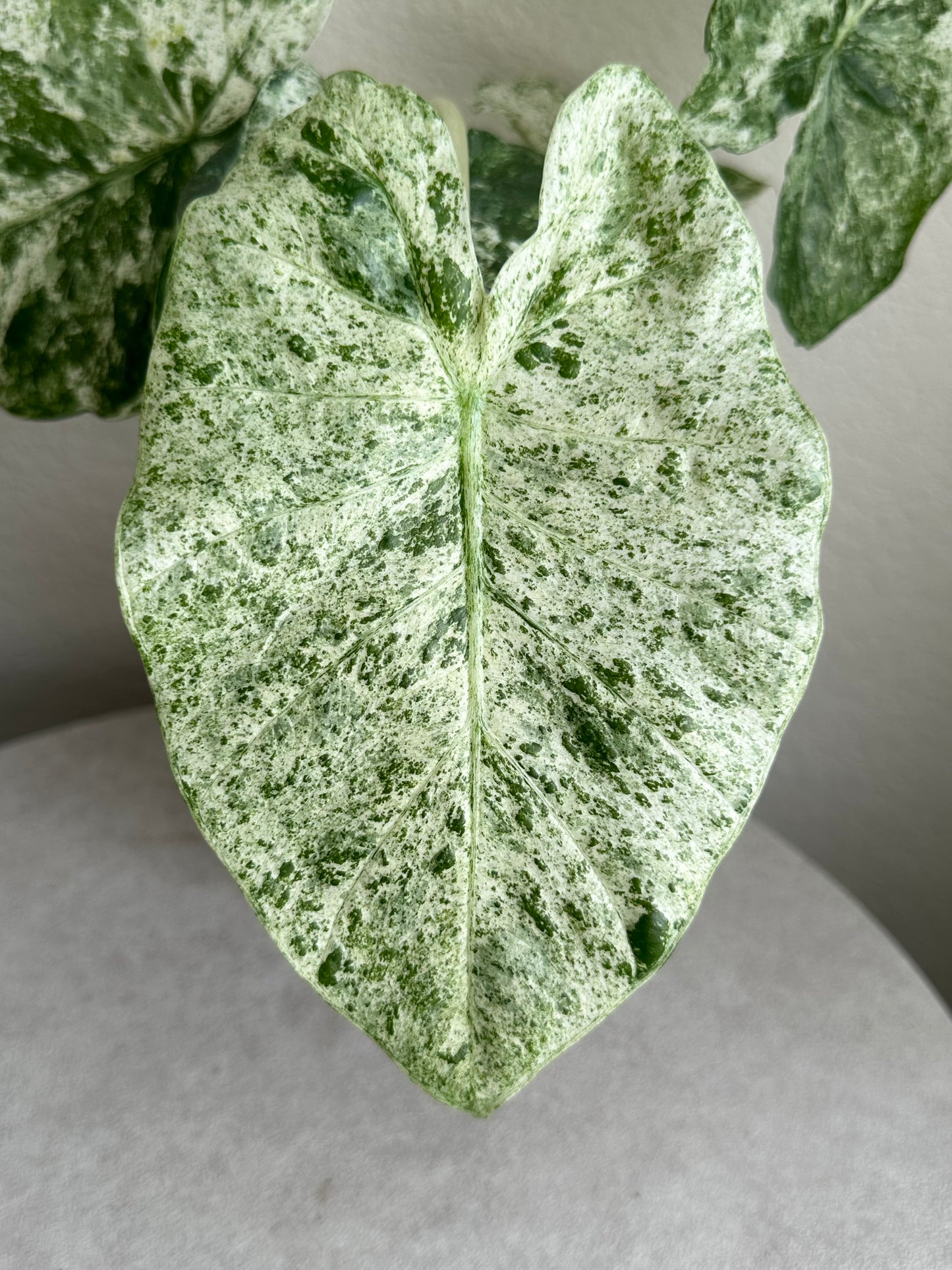 4" Alocasia 'Odora Batik'