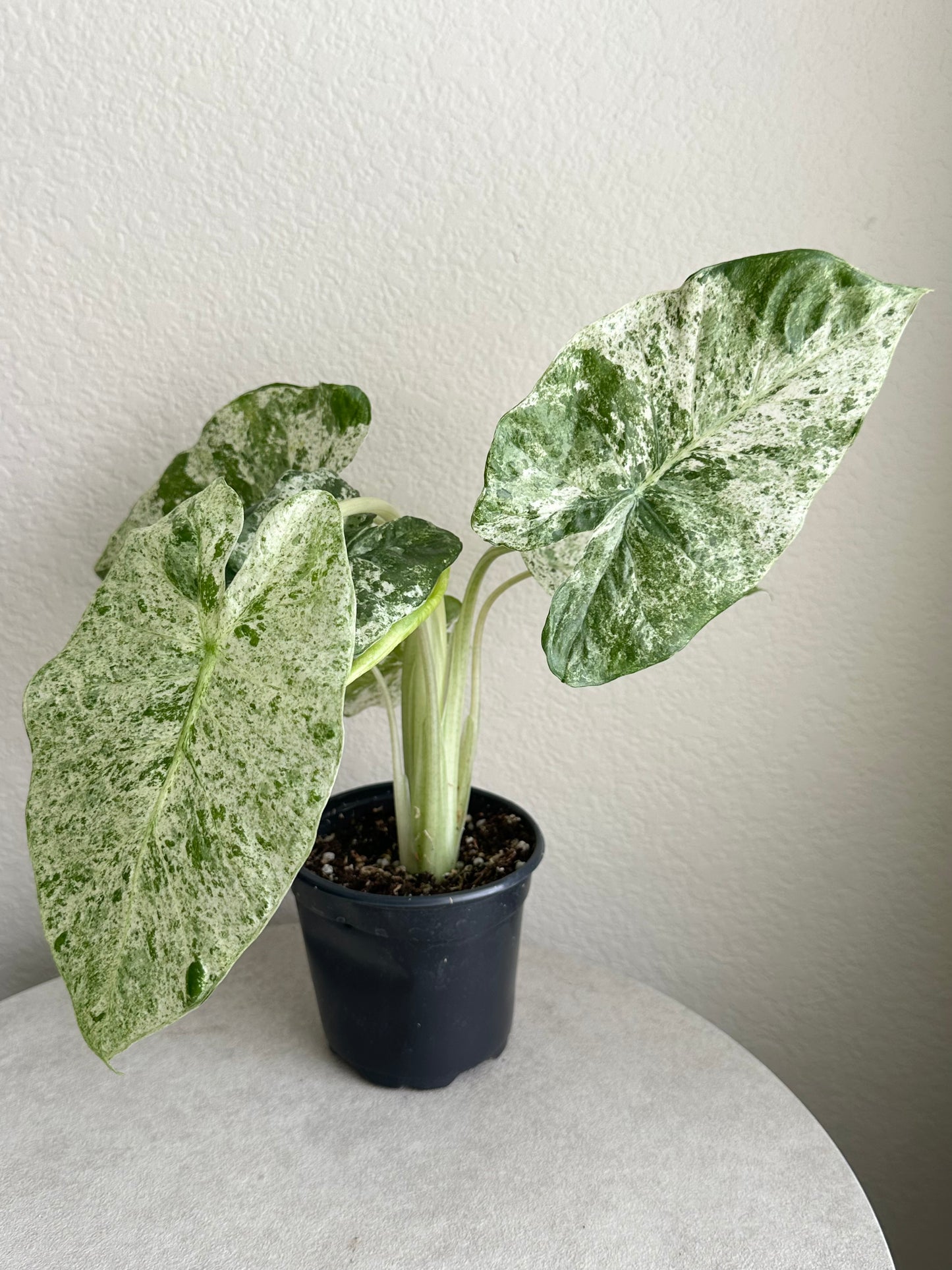 4" Alocasia 'Odora Batik'