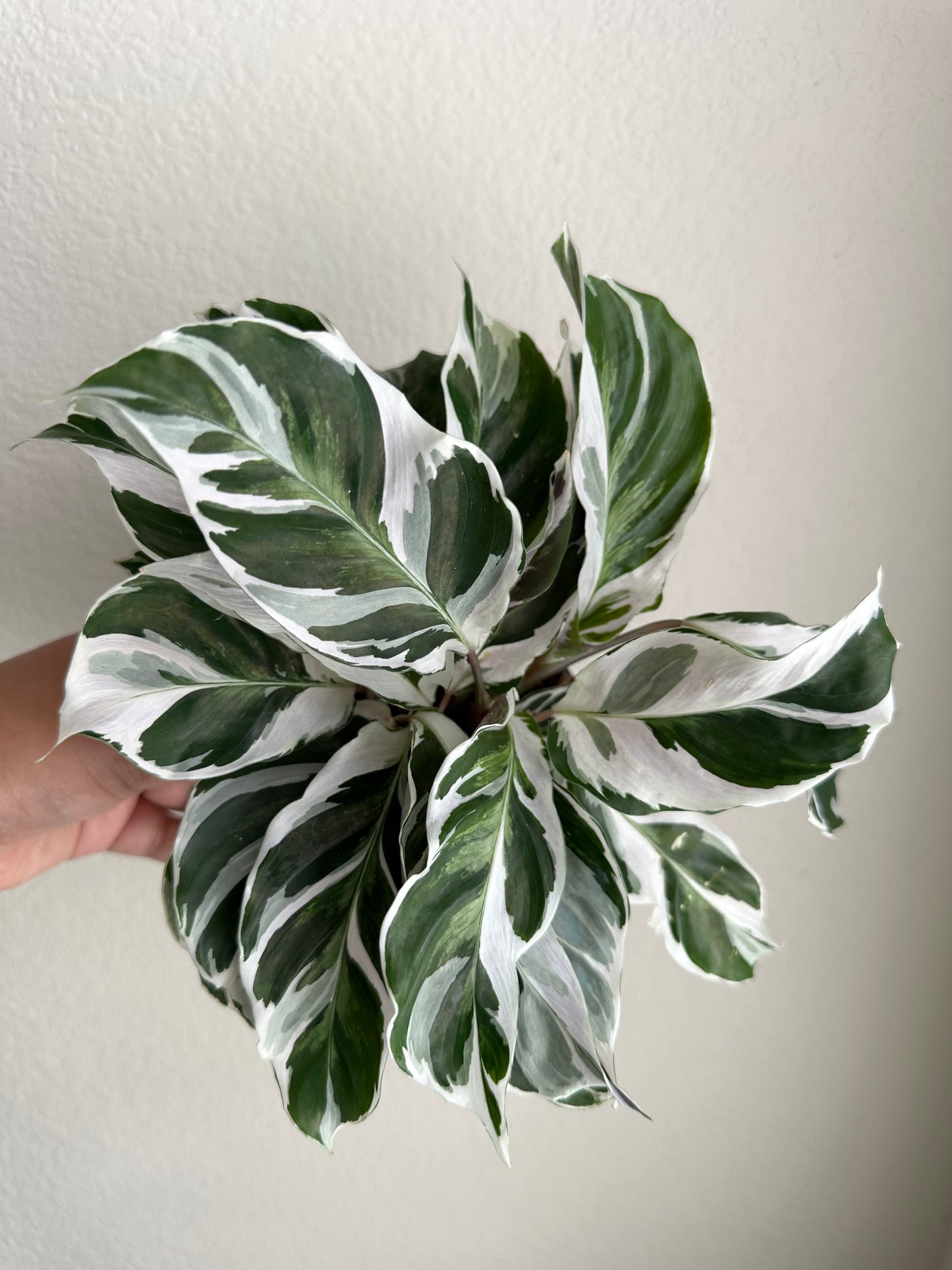 4" Calathea White Fusion