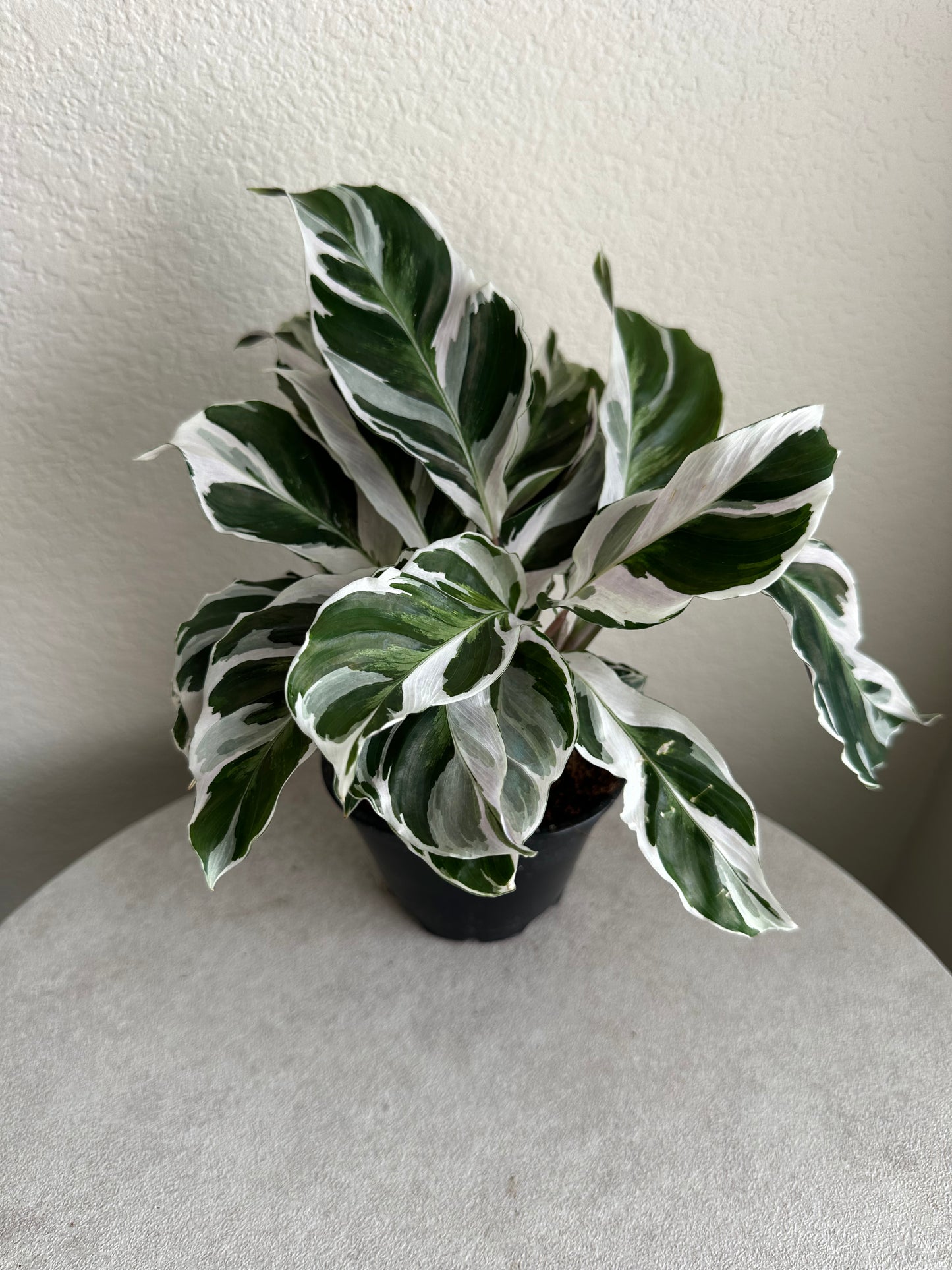 4" Calathea White Fusion