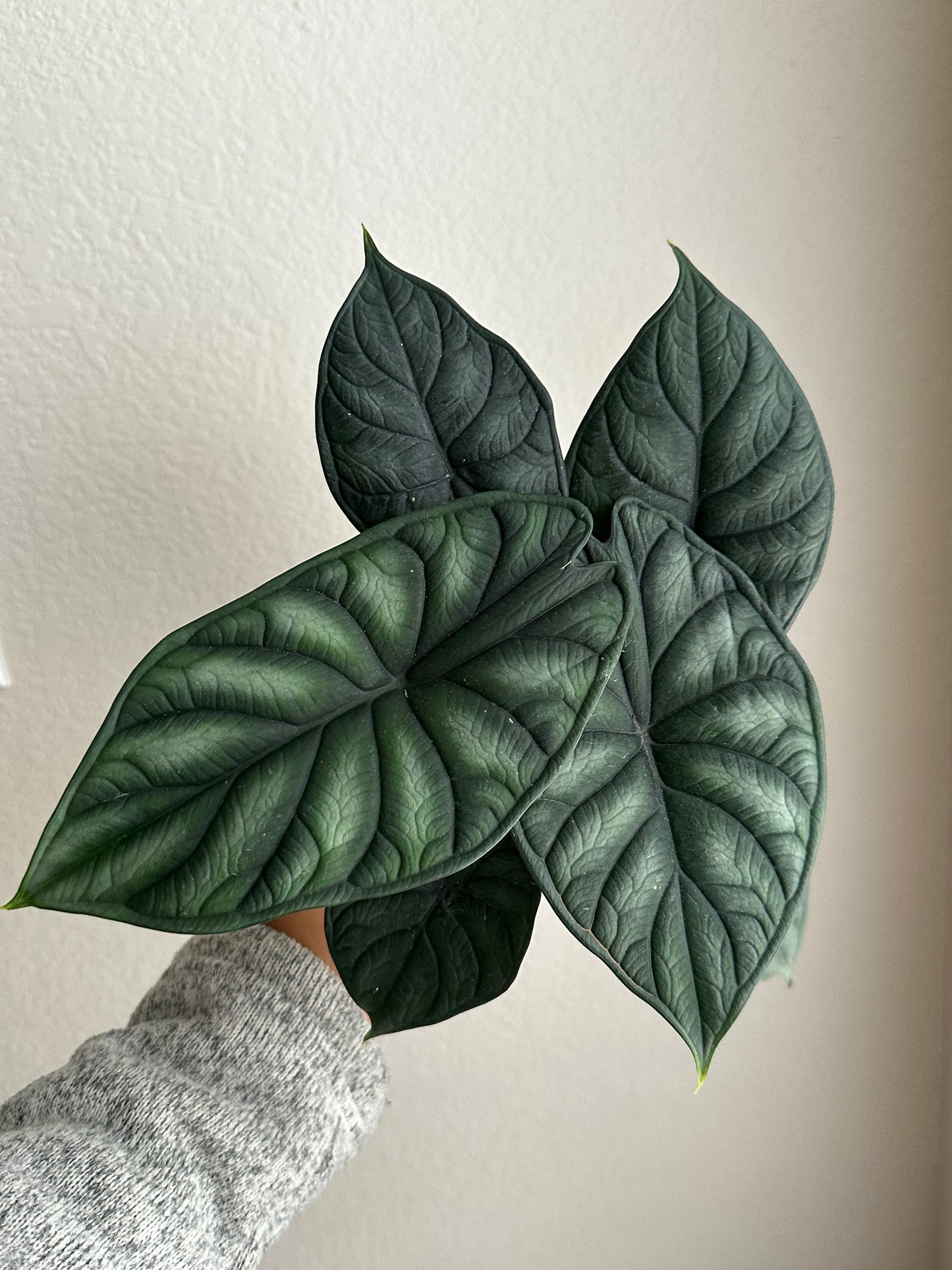 4" Alocasia Dragon Scale