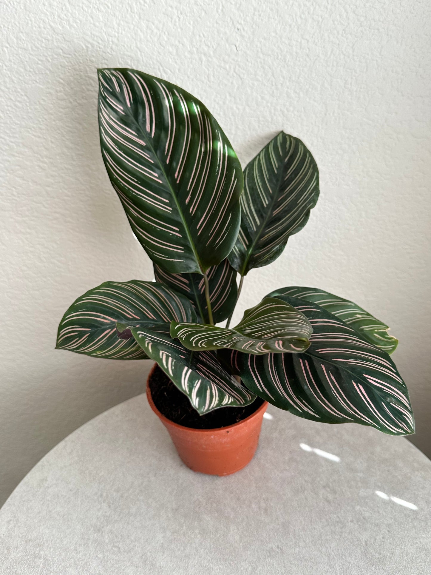 4" Calathea Pin-stripe