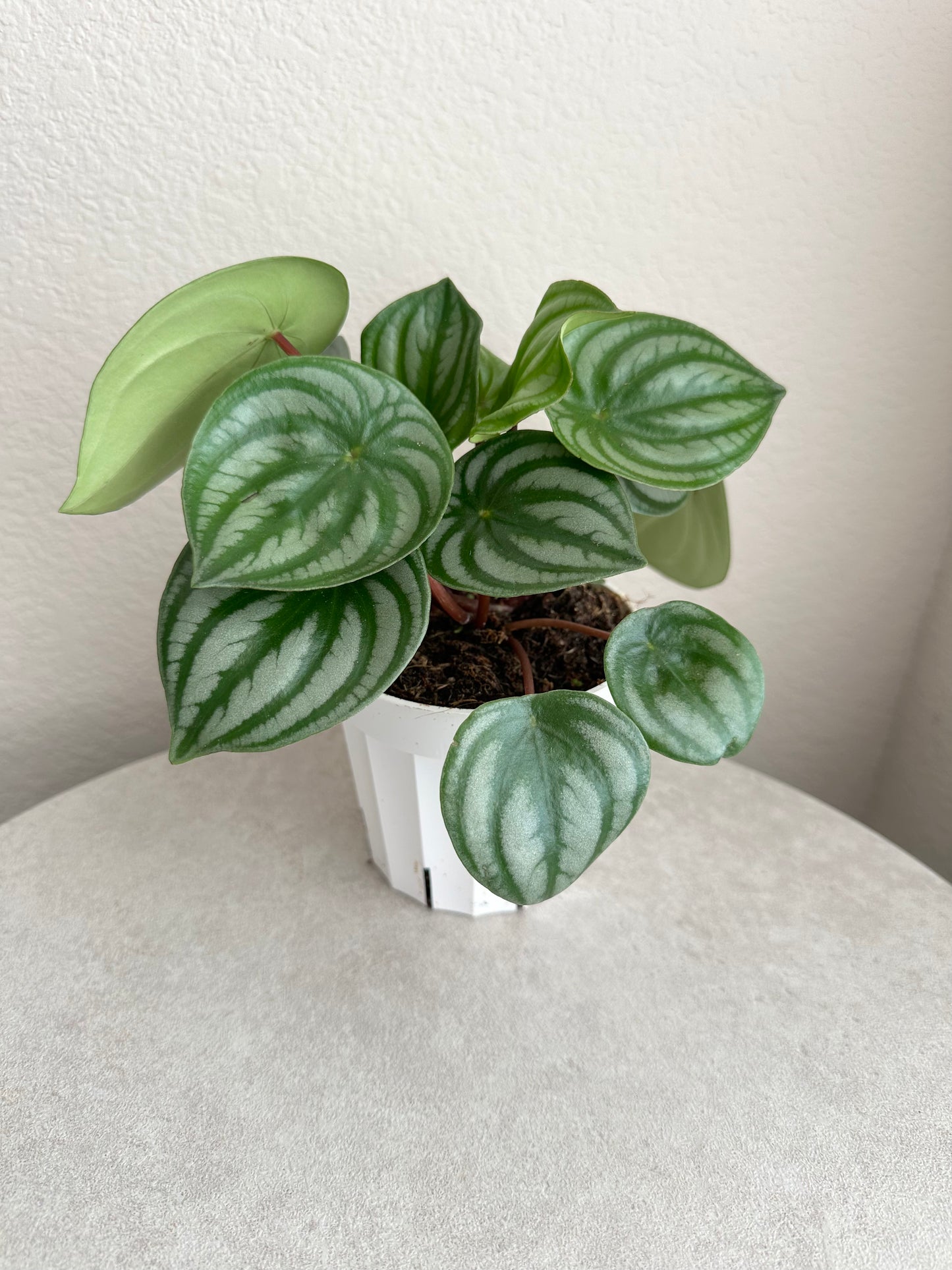 4" Watermelon Peperomia