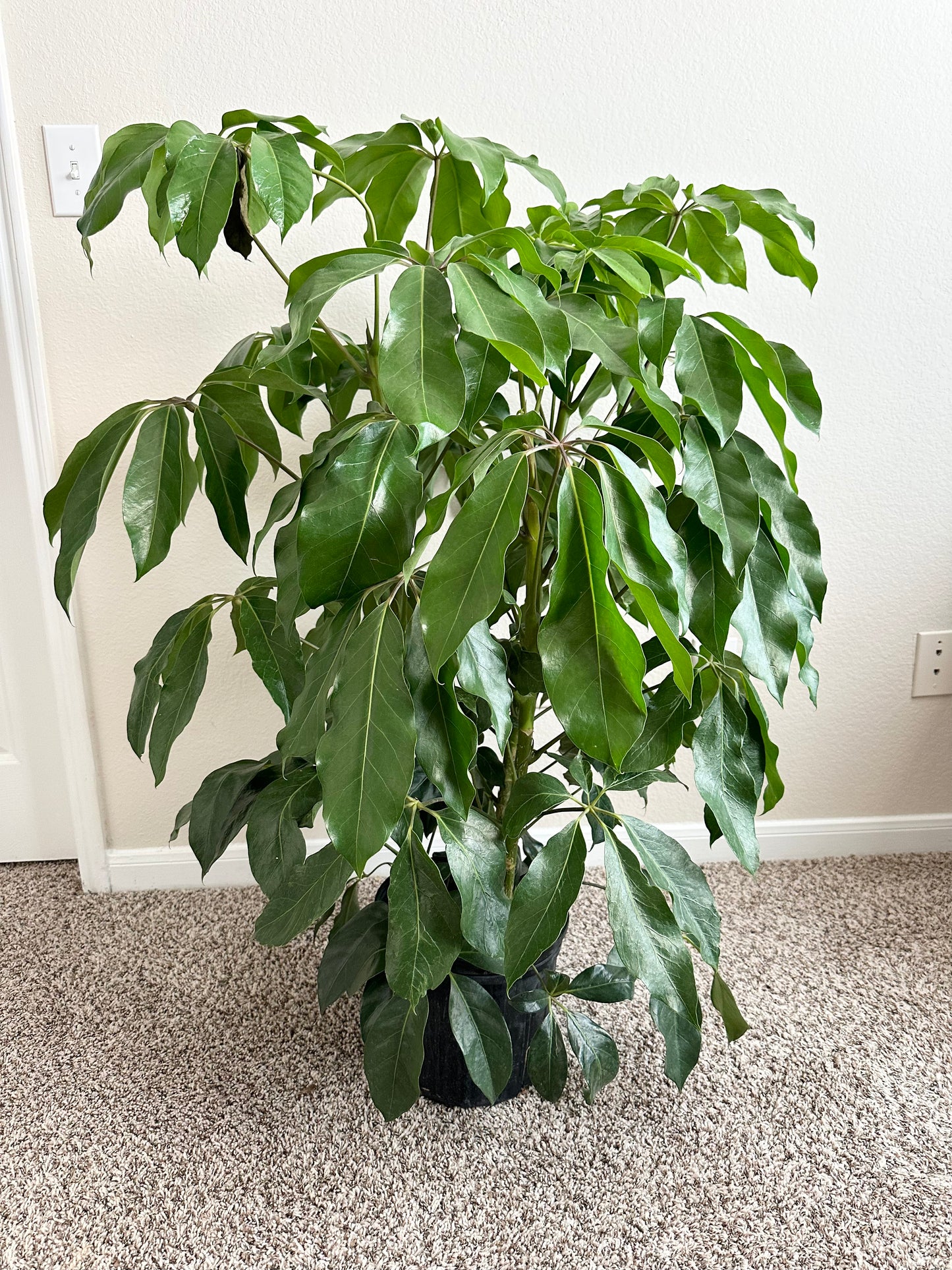 10" Schefflera Amate