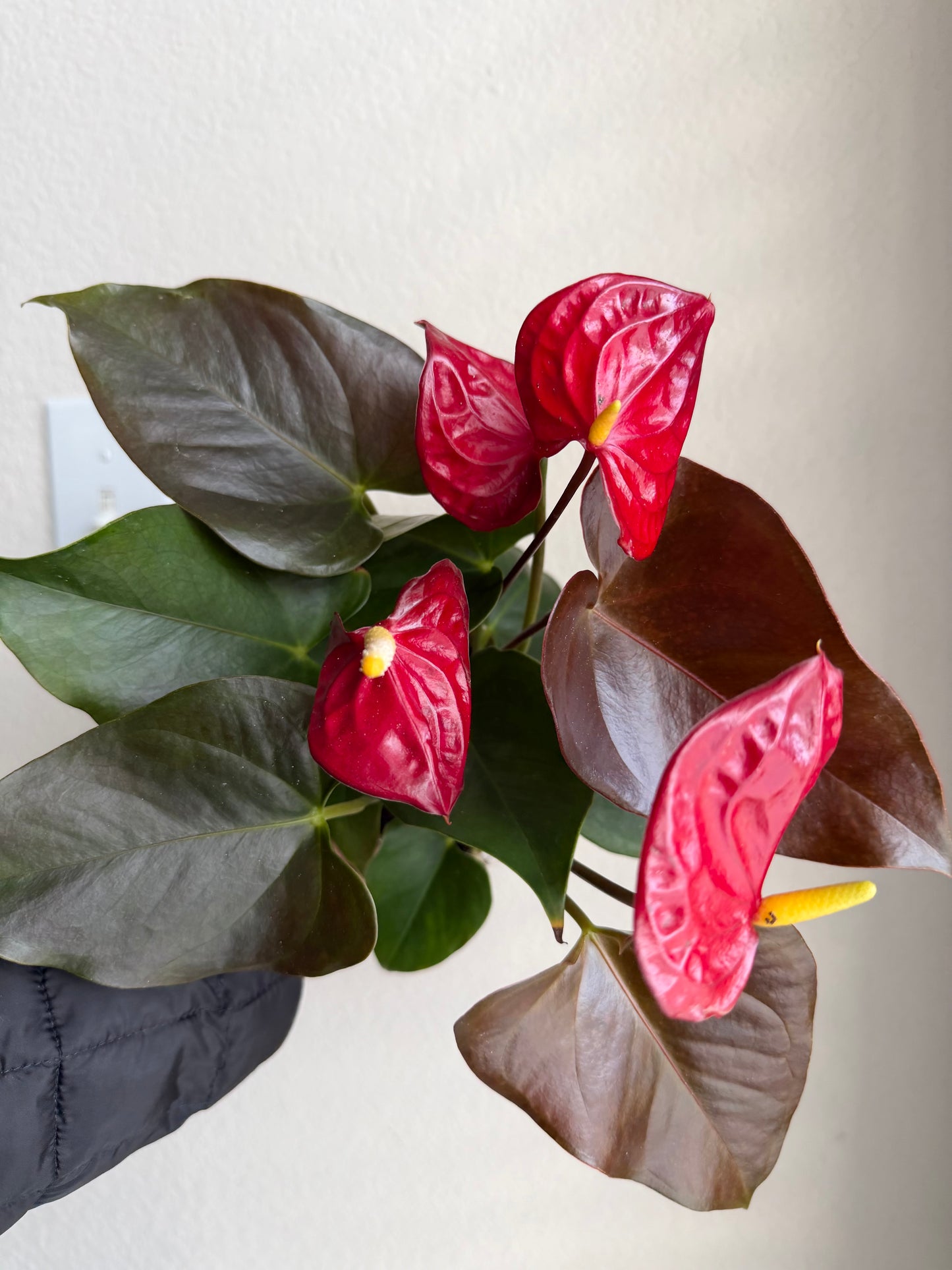 4” Red Anthurium