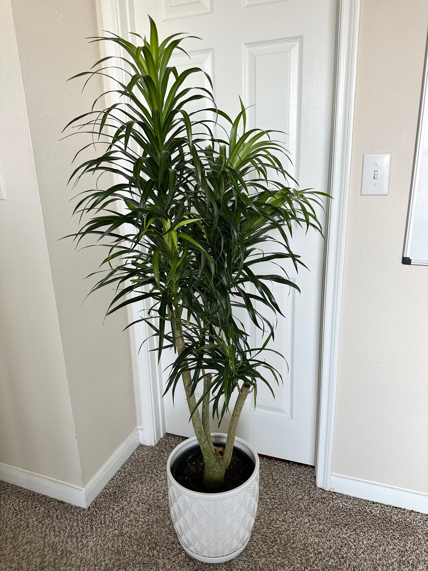 10” Dracaena Reflexa Anita