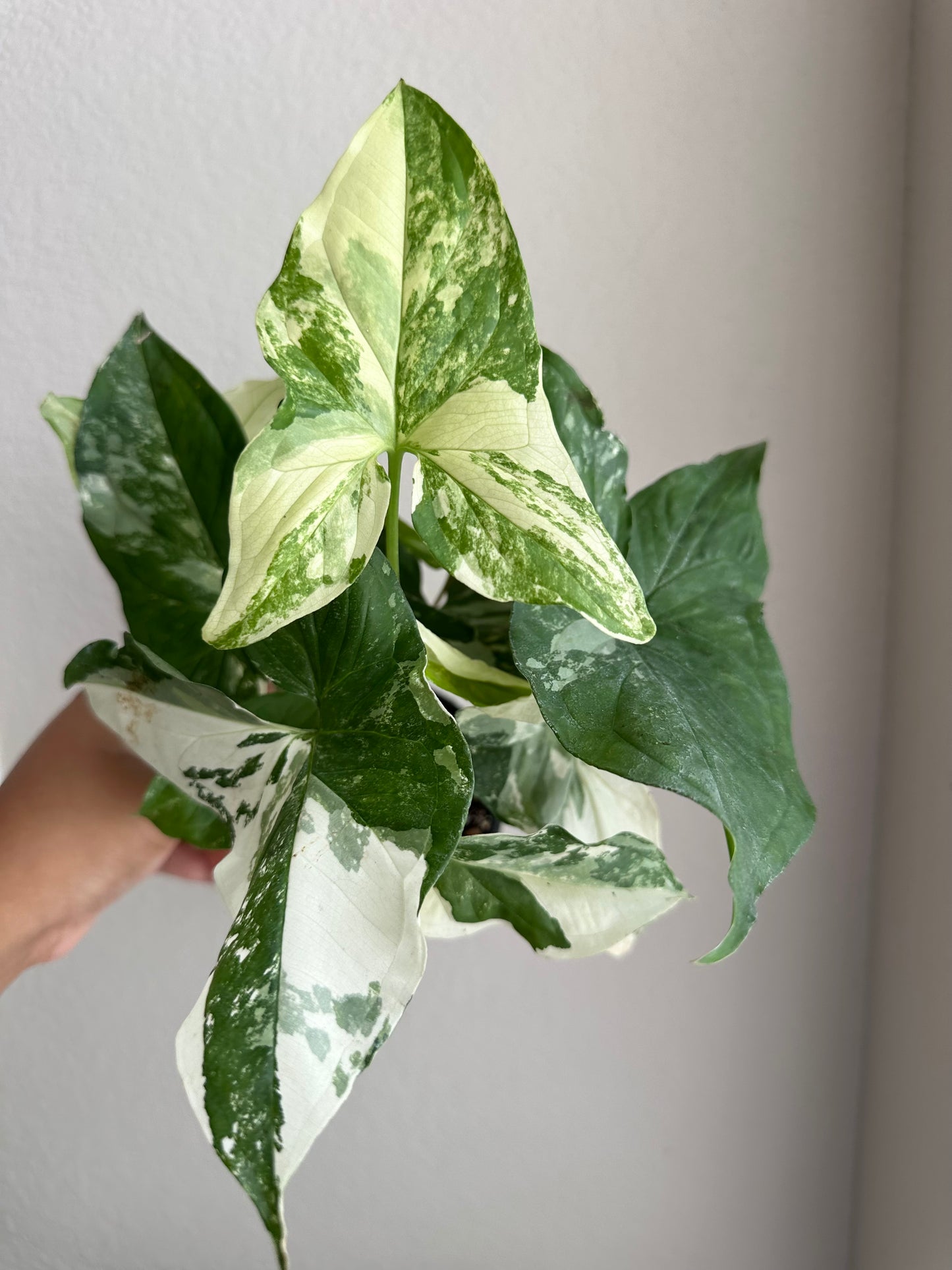 4” Syngonium Albo