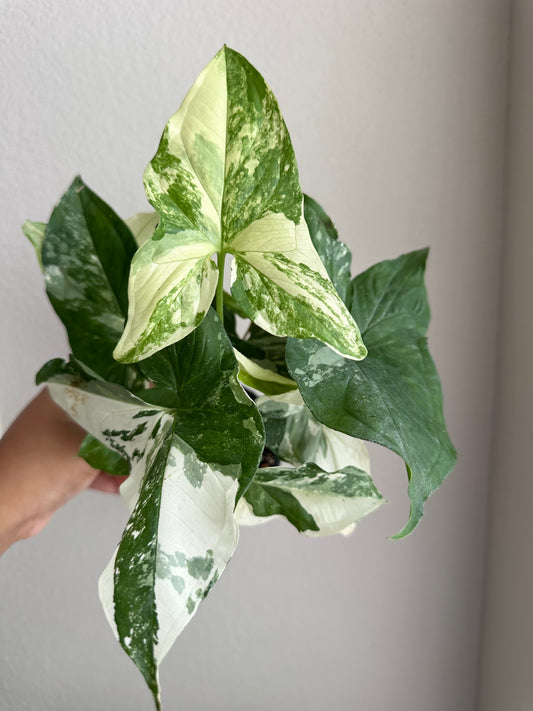 4” Syngonium Albo