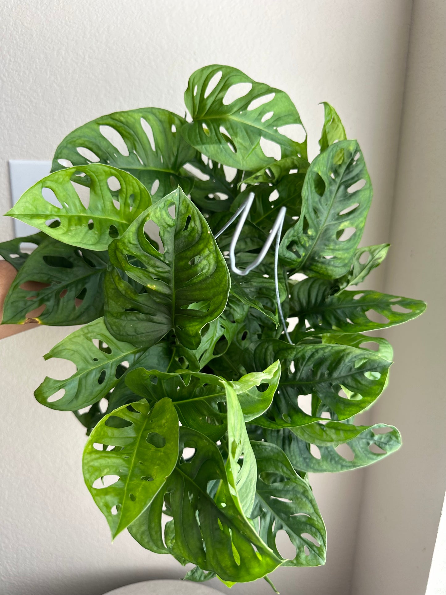6” Monstera Adansonii (Swiss Cheese
Plant)