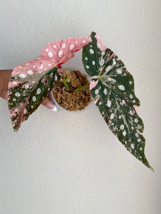 Begonia Maculata Pink Variegated