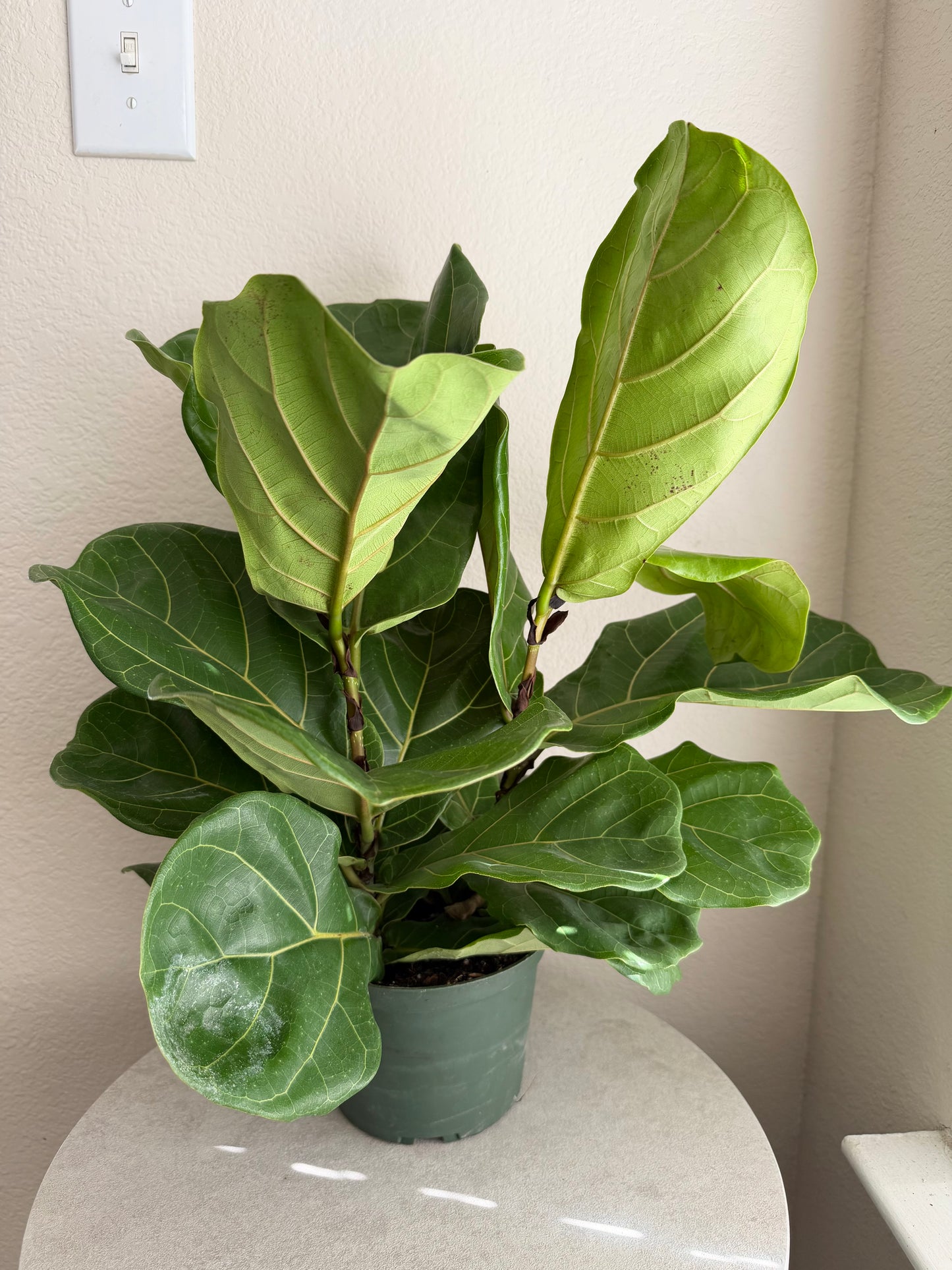 6” Fiddle Leaf Fig