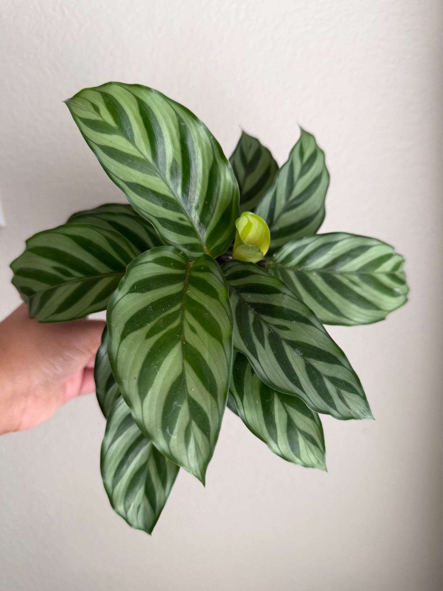 4” Calathea Freddie