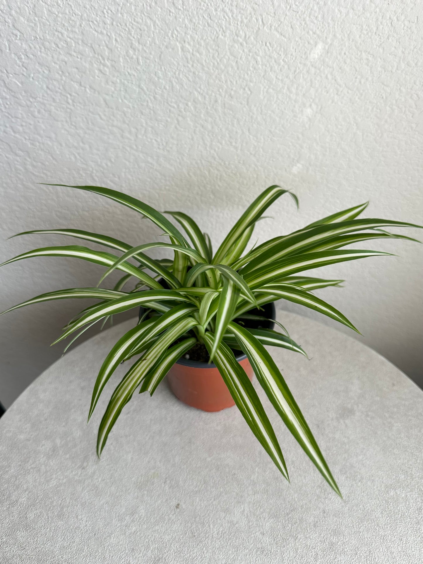 4” Spider Plant