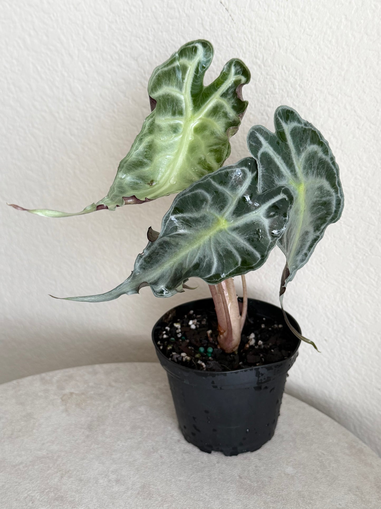 4” Alocasia Venom