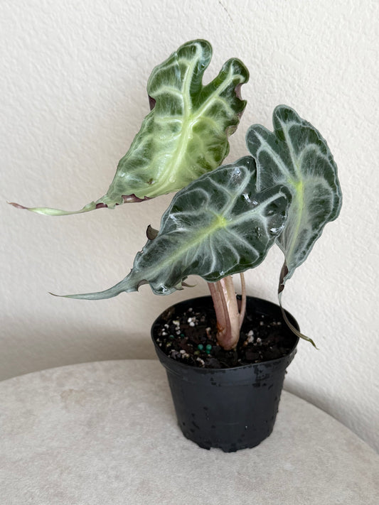 4” Alocasia Venom