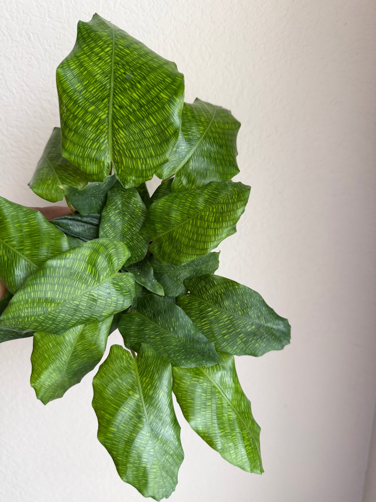 4” Calathea Musaica