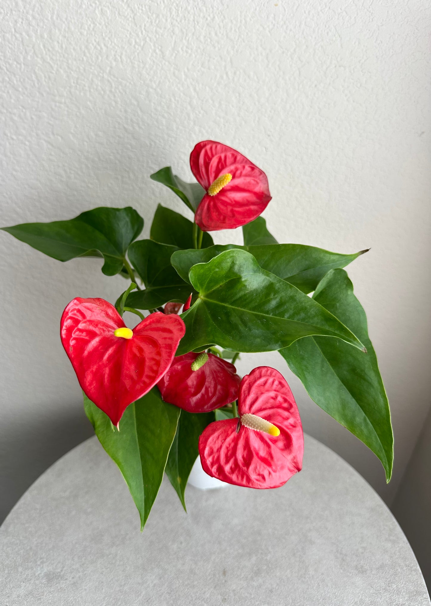 4” Red Anthurium