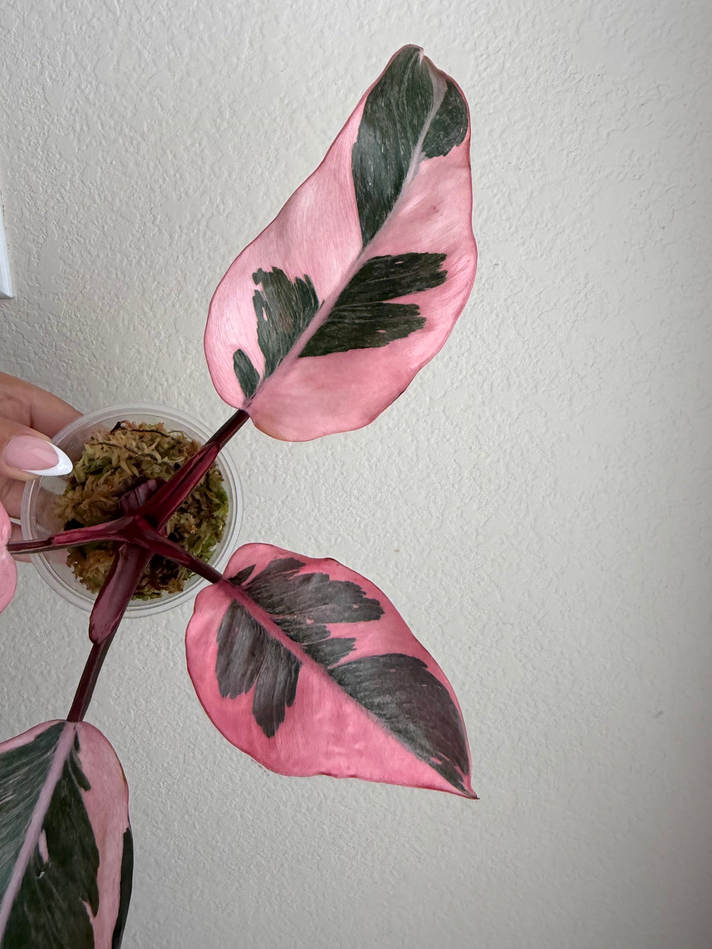 Rare Philodendron Pink Princess Mutation
