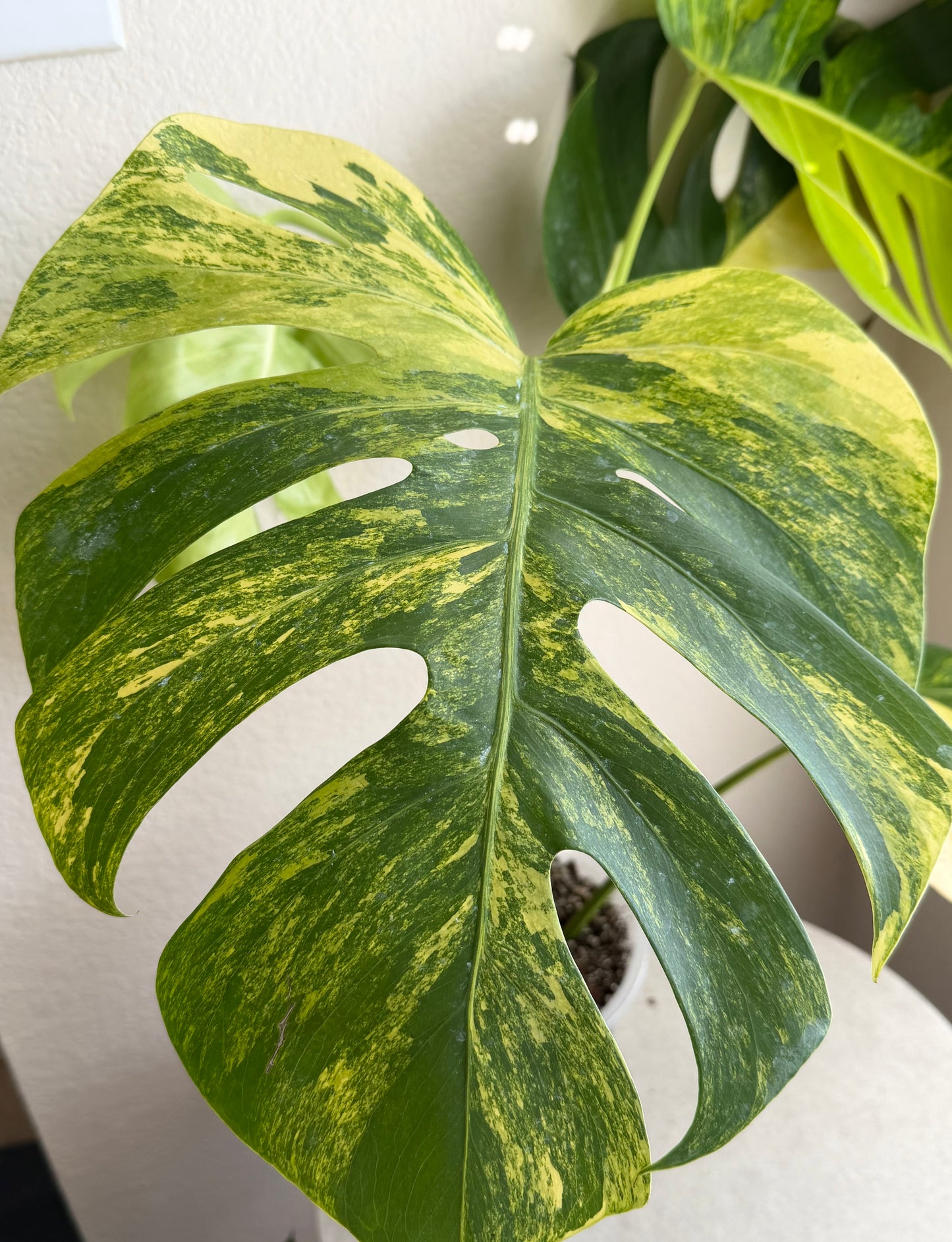 Monstera Aurea