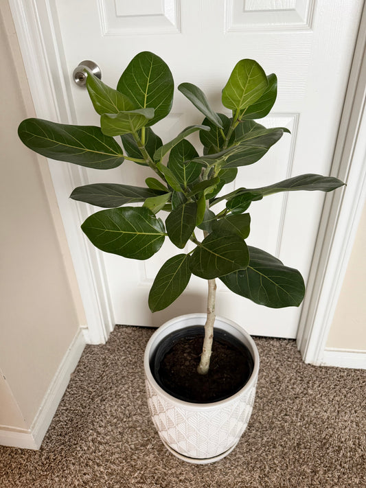 10” Ficus Audrey