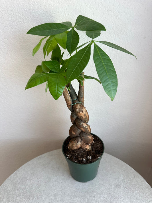 4” Braided Money Tree