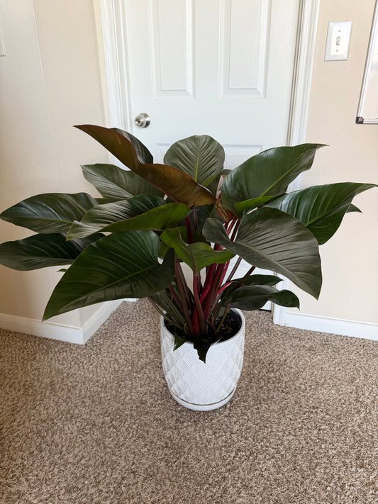 12” Philodendron Congo Rojo