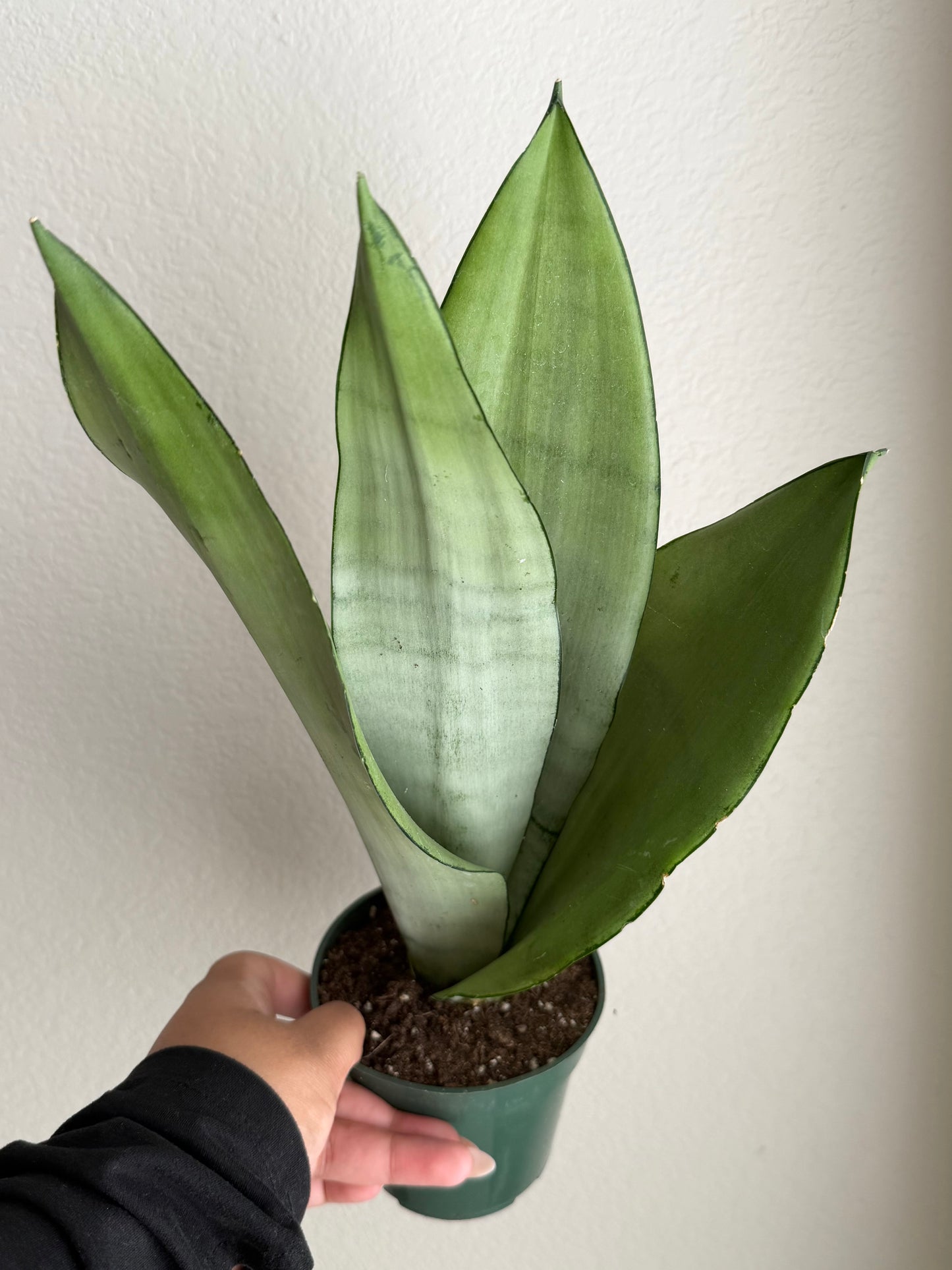 4” Moonshine Snake Plant