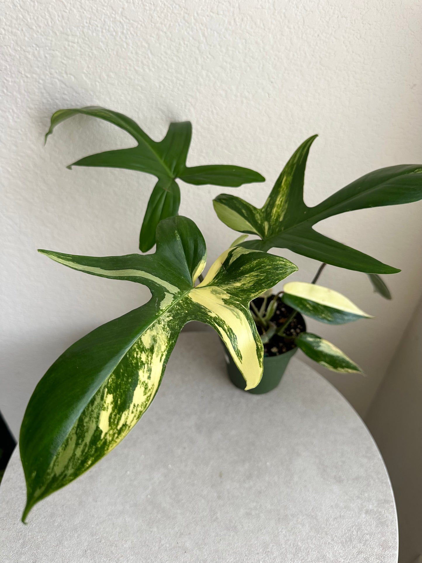 4” Philodendron 'Florida Beauty'