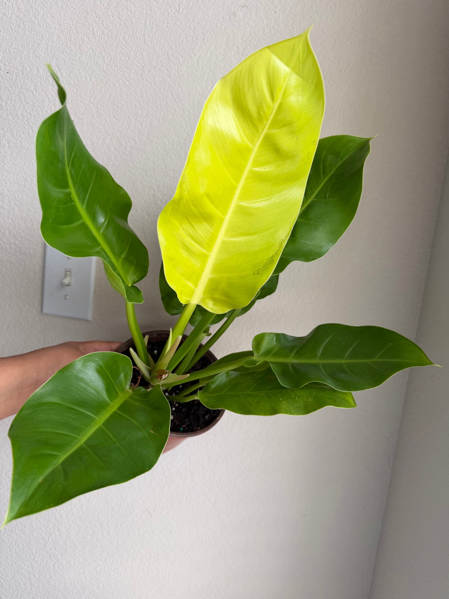 6” Philodendron Moonlight