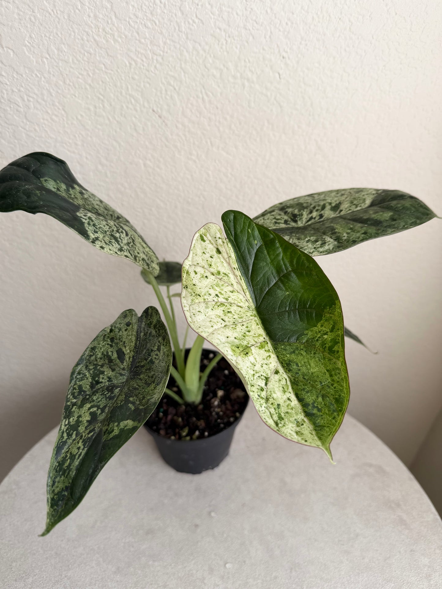4” Alocasia Dragon Scale Mint