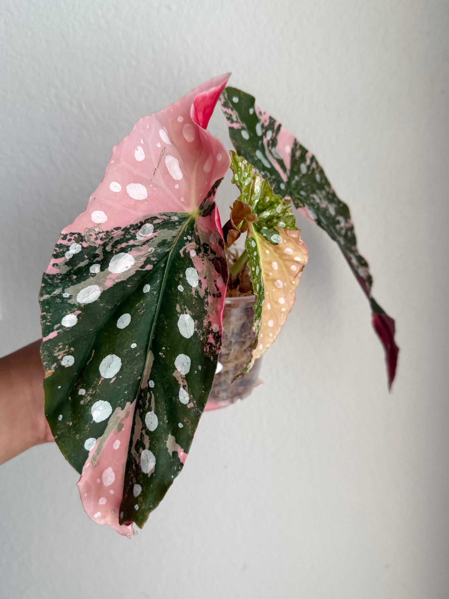 Begonia Maculata Pink Variegated