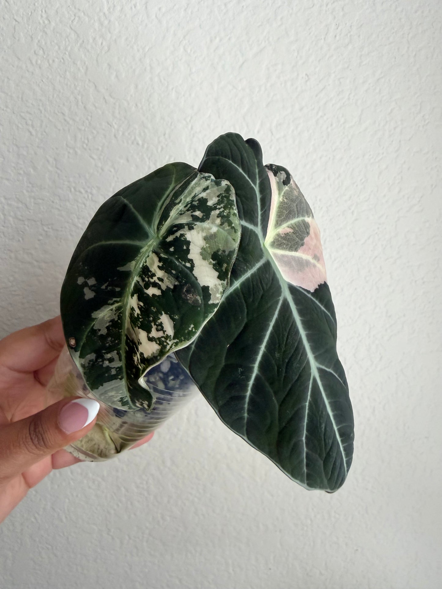 Alocasia Pink Black Velvet