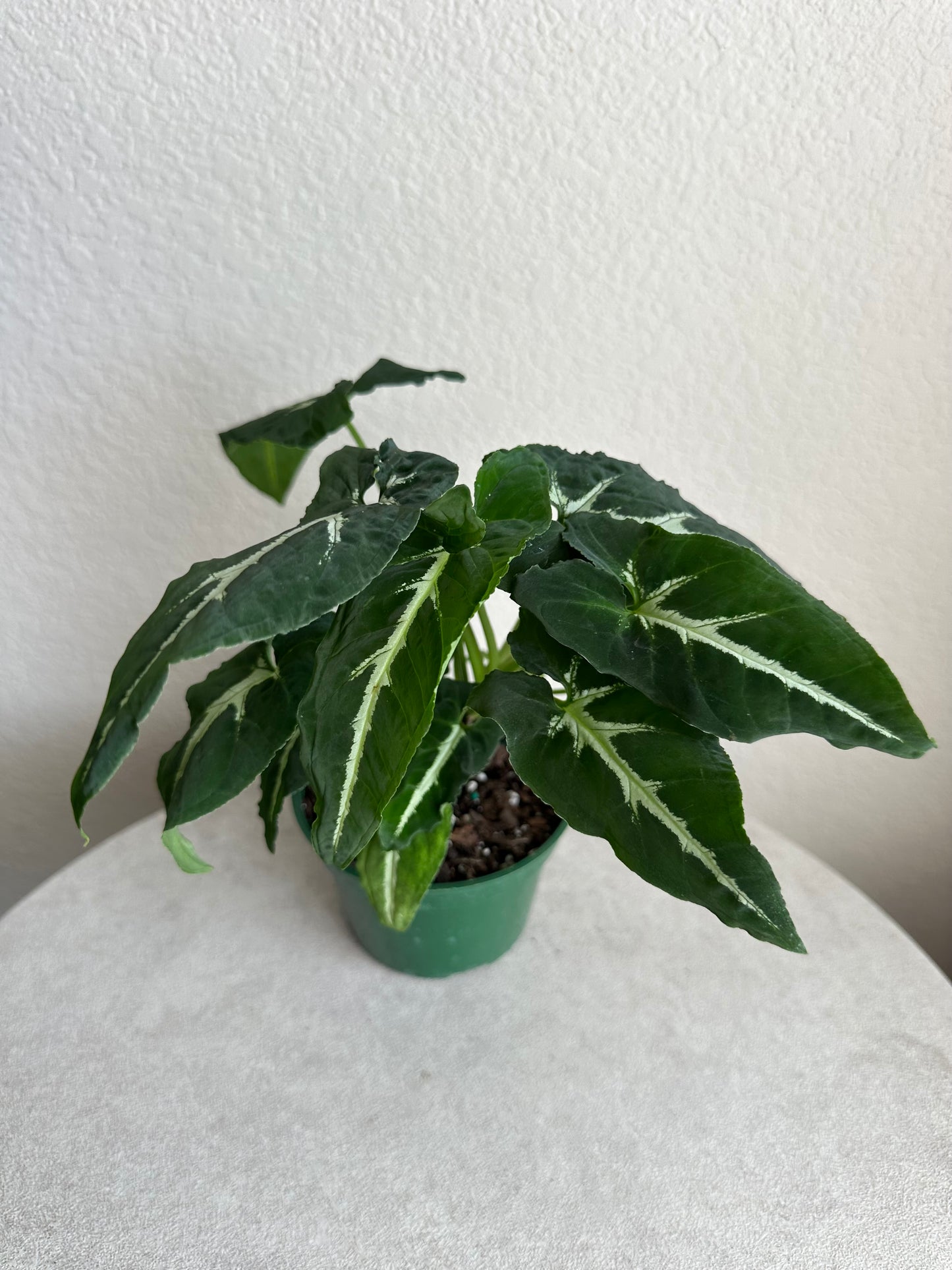 4” Syngonium Wendlandii