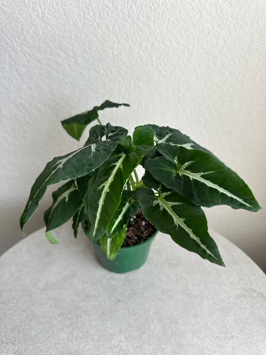 4” Syngonium Wendlandii