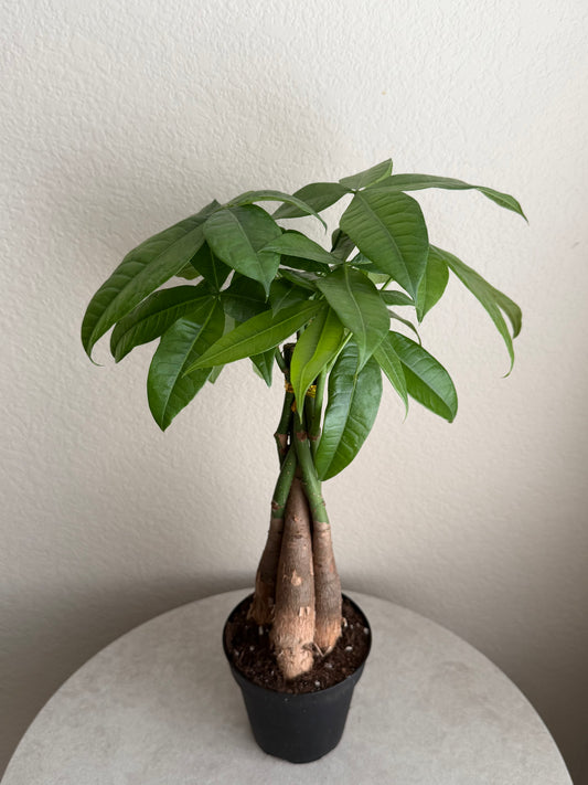 4” Money Tree