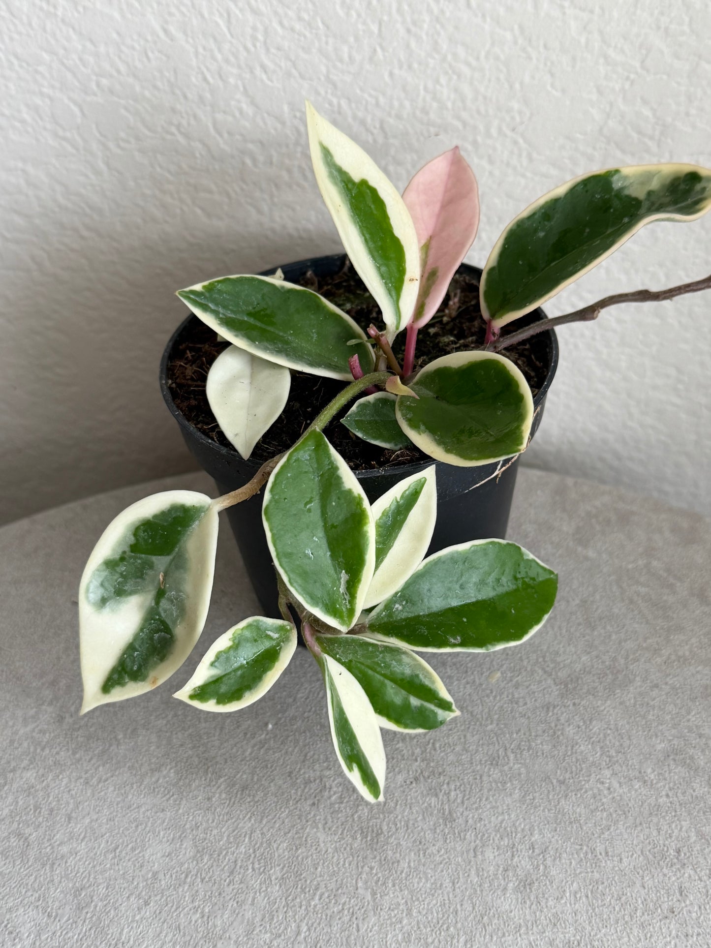 4” Hoya Krimson Queen