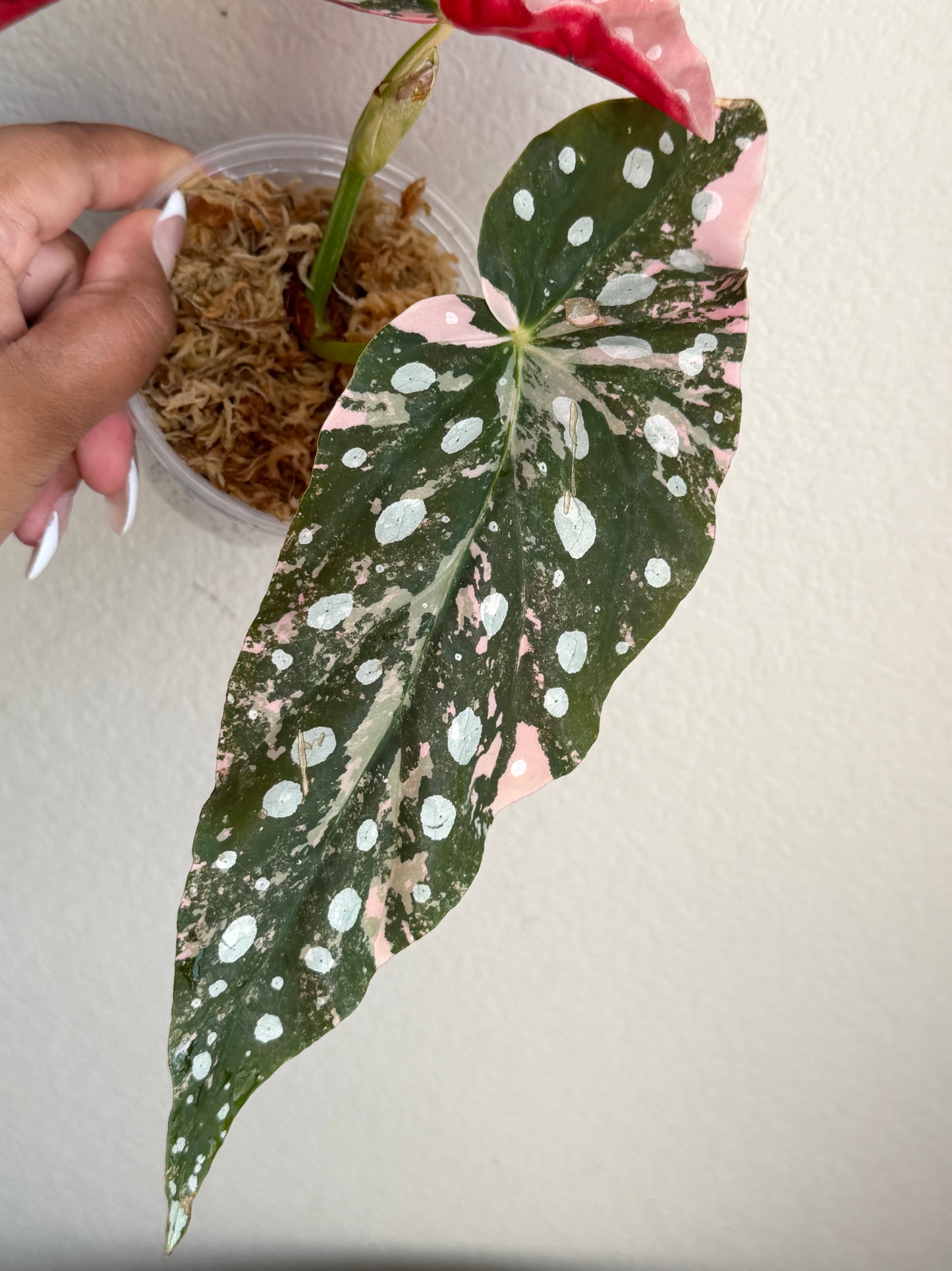 Begonia Maculata Pink Variegated