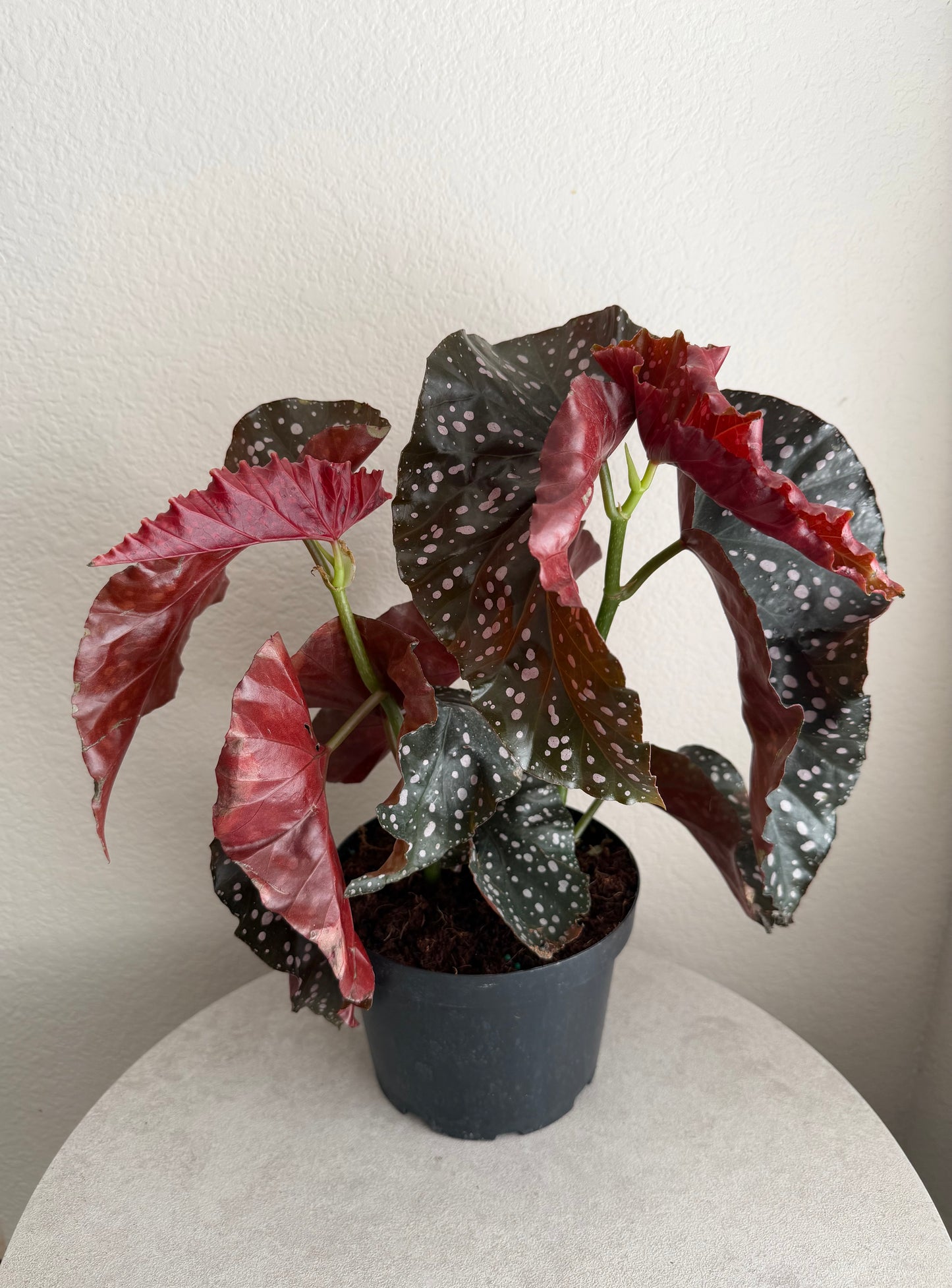 6” Cracklin’ Rosie Angel Wing Begonia