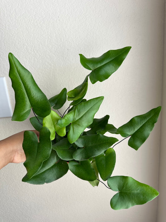 4” Heart Leaf Fern